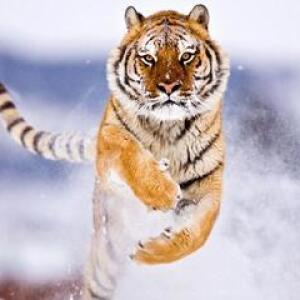 Snowtiger