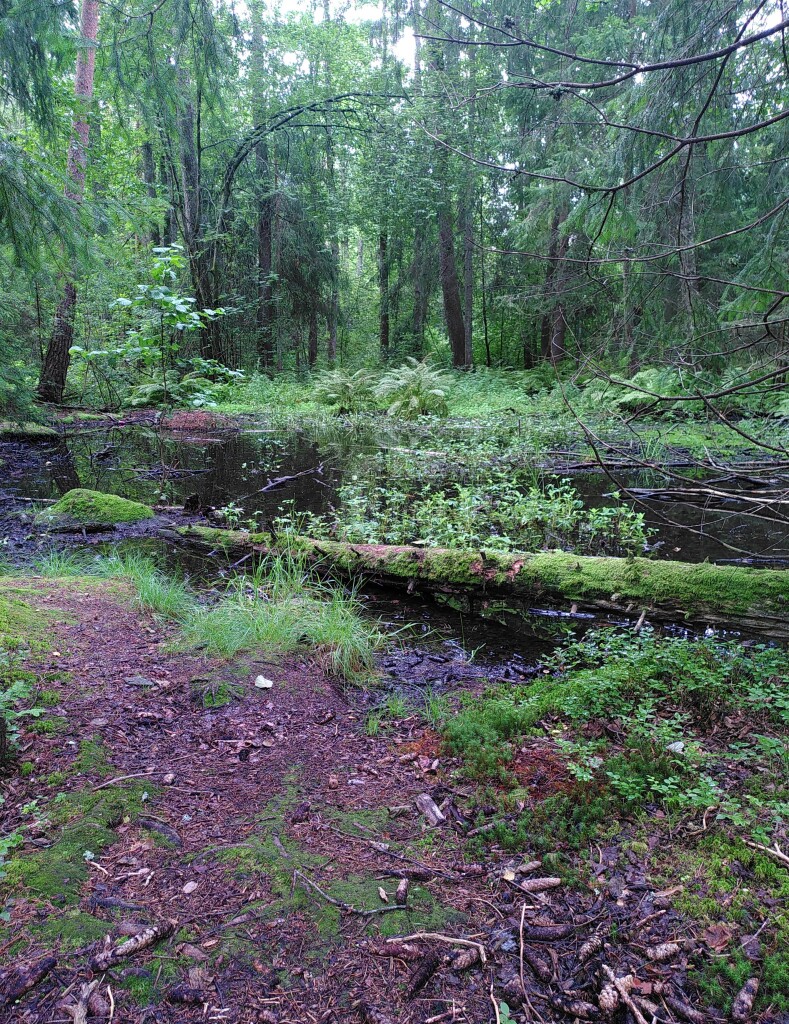 Photo of a small well surrounded by dark forest. A fallen tree covered with moss lies in the water. On the far side, ferns and low bushes under tall pines and spruces.