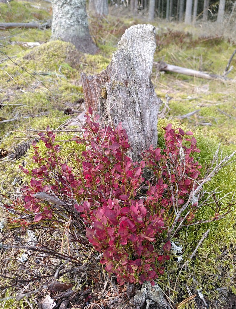 Close-up photo of a bilberry bush which leaves have all turned wine red. Behind it is a dried out and gray tree stump, surrounded by olive green moss. In the background, the forest continues but is barely distinguishable from this low angle.