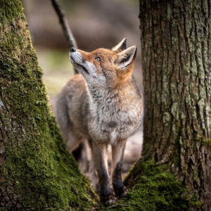 husimo 🦊