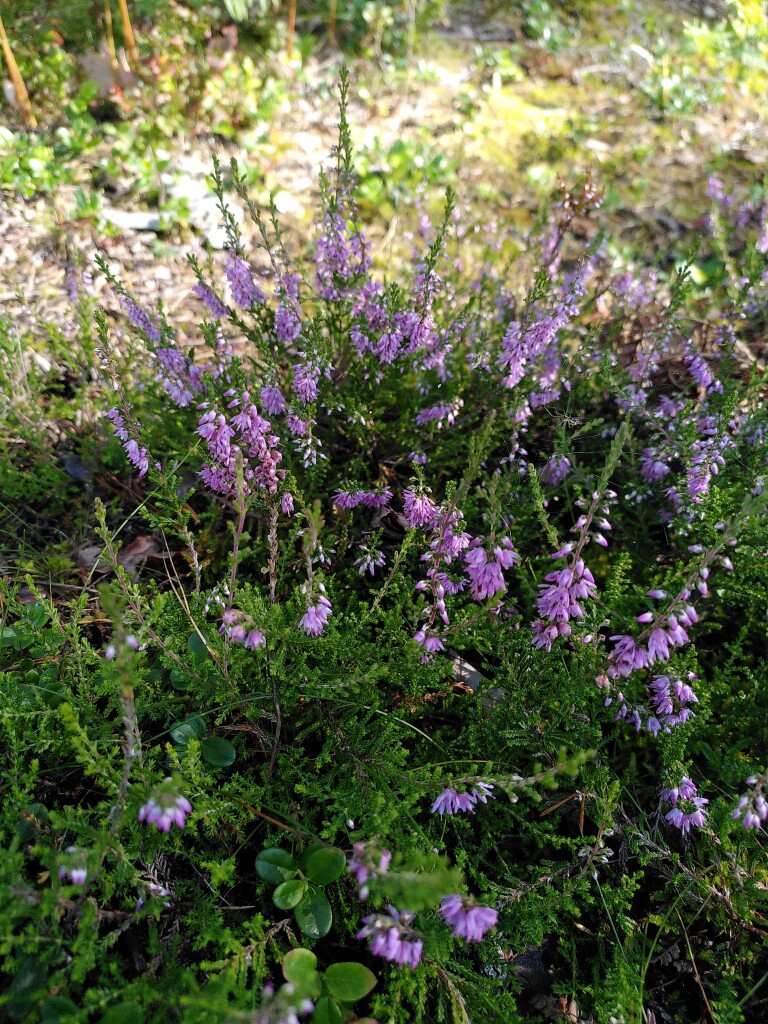 Photo showing a plant of common heather with light purple flowers. In the background the sun is shining.