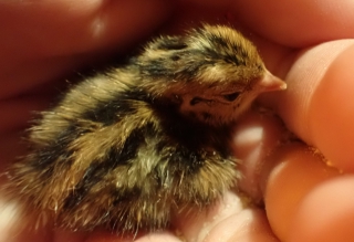 2021-03-quail-hatchlings