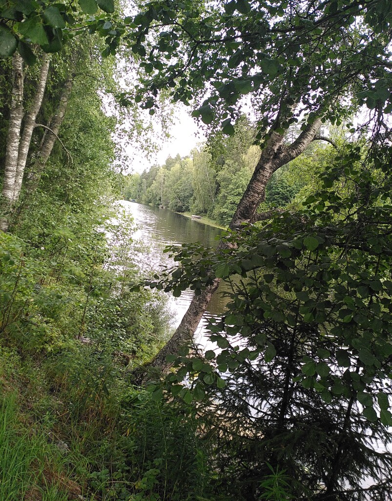 Photo showing a calm river. Both sides are covered with green forest of mostly aspen and birches.<br />In the foreground, green grass and bushes. To the left, tall birches. To the right, a young aspen leaning over the water.