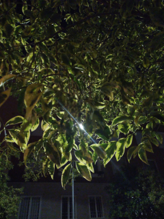 piante