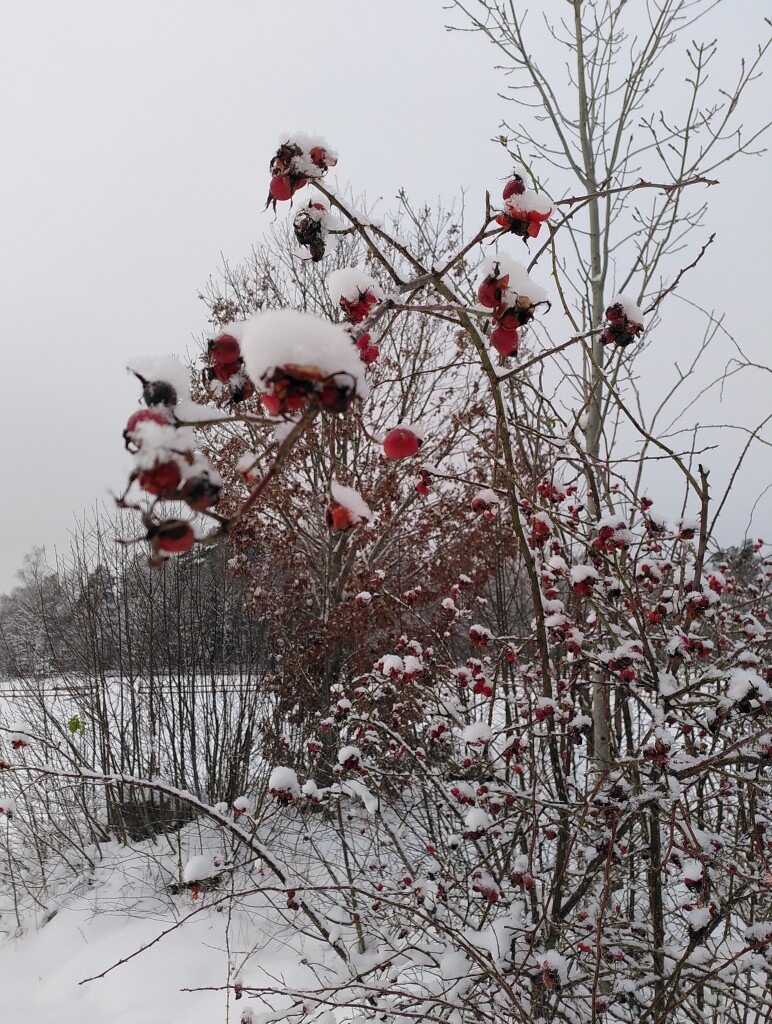 Photo showing frozen rosehips on a branch. In the background more bushes and a snowy field. Further back there are tall trees without leaves. The sky is white like snow.