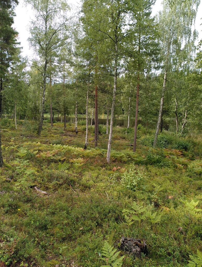 Photo of an open forest with sparse young trees, birches, aspen, spruces and pine trees. Behind the trees a lake or a river is visible with an older forest on the far side. In the foreground, the forest floor, covered with moss, ferns, and lingonberry bushes. The vegetation is showing the first signs of changing to autumn colours.