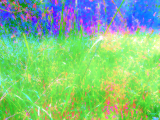 022_summer_grass.jpg