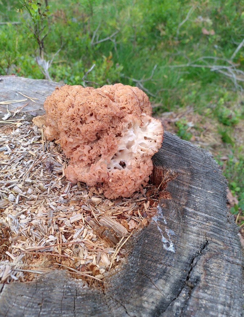 Close-up photo of a light brown cauilflower fungus growing on an old gray tree stump. There is some green grass and low bushes in the background.