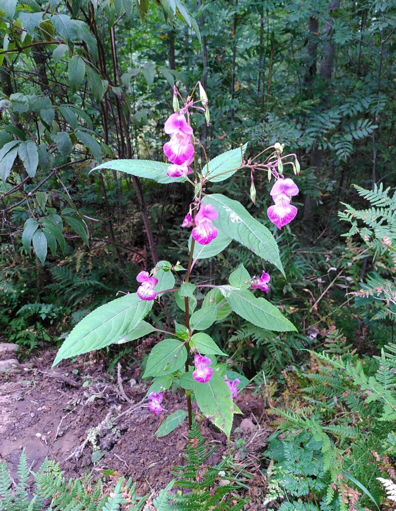Photo of a plant of himalayan balsam with pink flowers. There are some bushes with dark green leaves growing in the background.