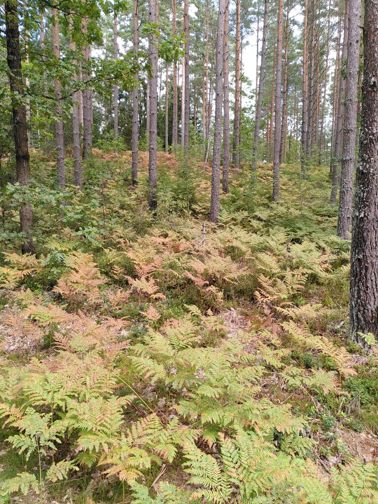 Photo of a young pine forest. An overcast sky is visible behind the trees. On the ground, ferns that have started to shift from green to pale brown and orange.