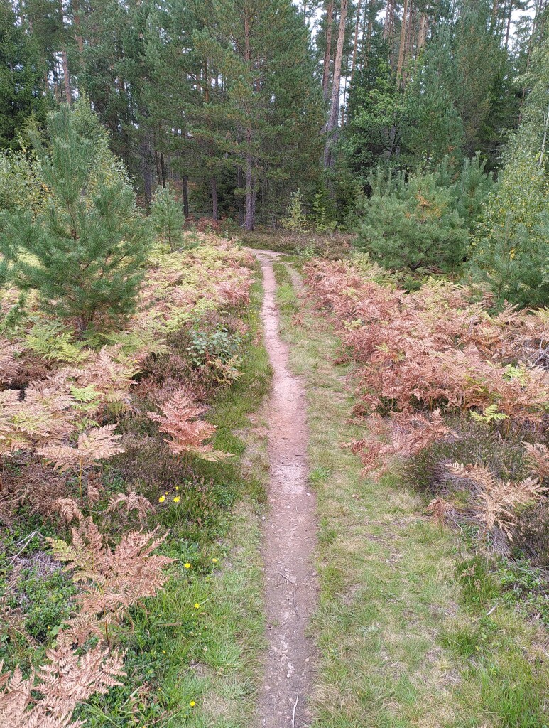 Photo showing a narrow dirt track surrounded by grass, heather and ferns. It's autumn and the ferns are turning yellow and brown. The track leads towards a forest with pines and spruces, where it turns left and disappears. It's an overcast day with no shadows.