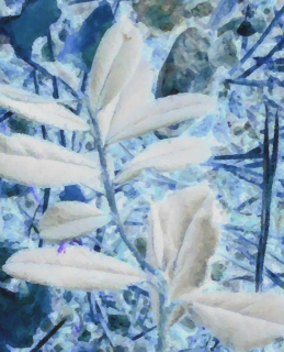 050_white_leaves.jpg