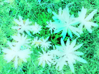 044_star_flowers.jpg