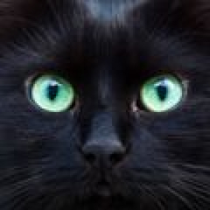 Tiger Lechat