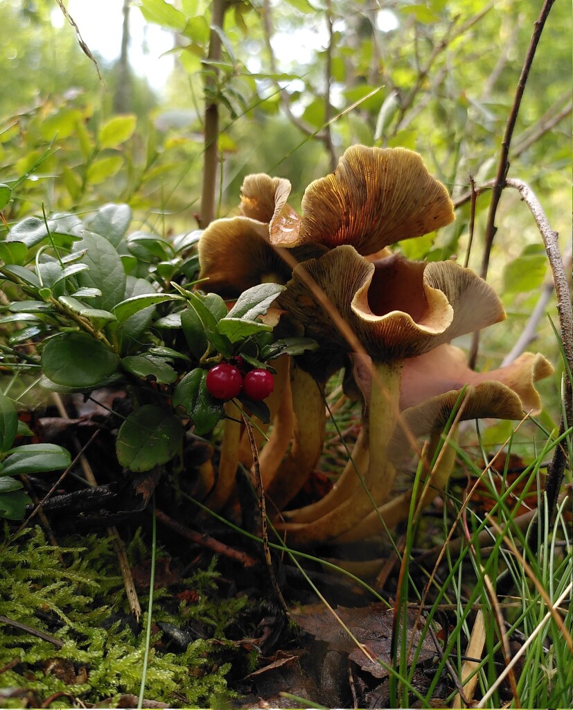 Close-up photo of a few yellow-brown mushrooms with folded hats (clustered woodlover) and a branch of a lingonberry bush with red berries next to them. In the background, some bushes with green leaves. In the foreground, moss and green grass.