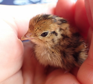 Fresh from the Incubator