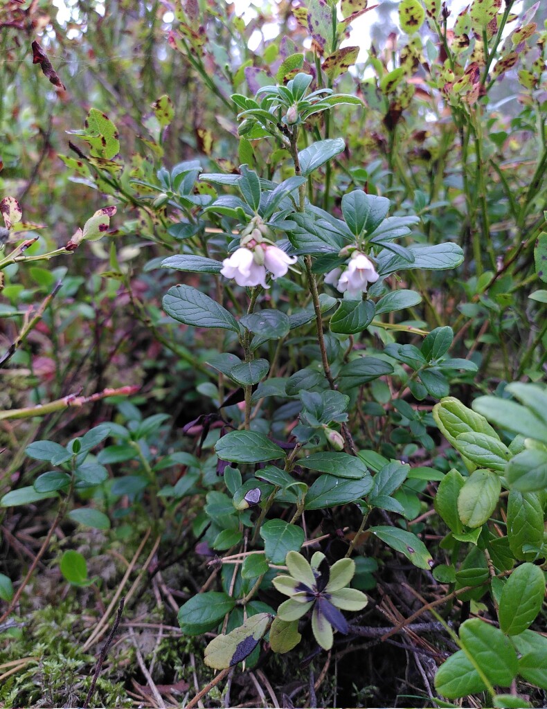 Close-up photo of a lingonberry bush with dark green leaves and small white, bell-shaped flowers.