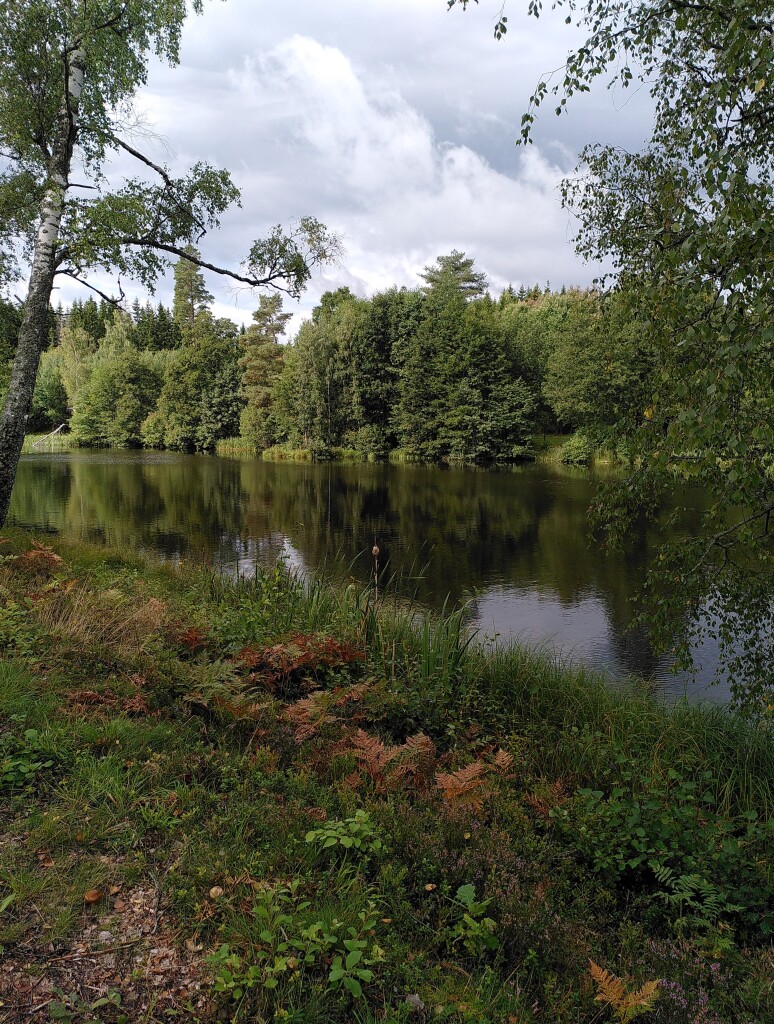 Photo showing a river or a small lake on a sunny day. In the foreground, the ground is covered with several different bushes and small plants, lingonberry bushes, common heather, moss and ferns. The ferns are shifting in yellow and brown. On the far side of the water there is a green forest with different trees, birches, alder, aspen, spruces and pine trees. The trees are reflecting in the clear water. The sky is covered in light blue clouds. 
