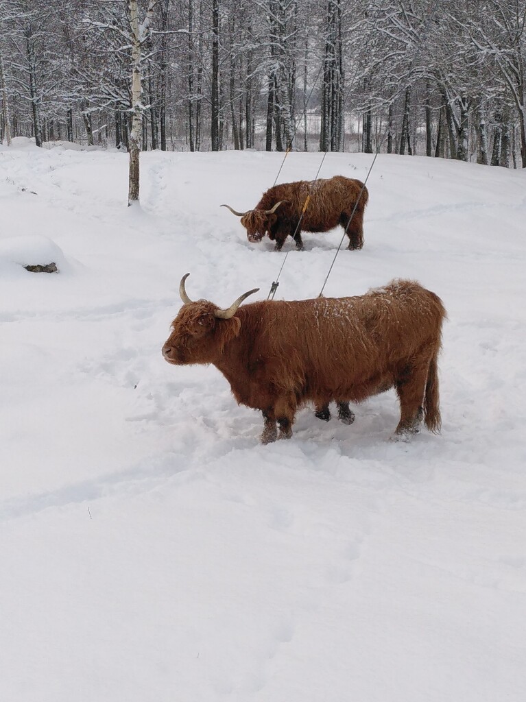 Photo of two cows (Highland Cattle) in a snowy field. The nearest cow has a calf hidden behind her. In the background there are trees, and behind them there is a barely distinguishable frozen lake.