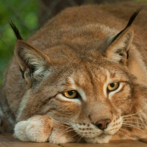 [migrated, see bio] Kaminkatze