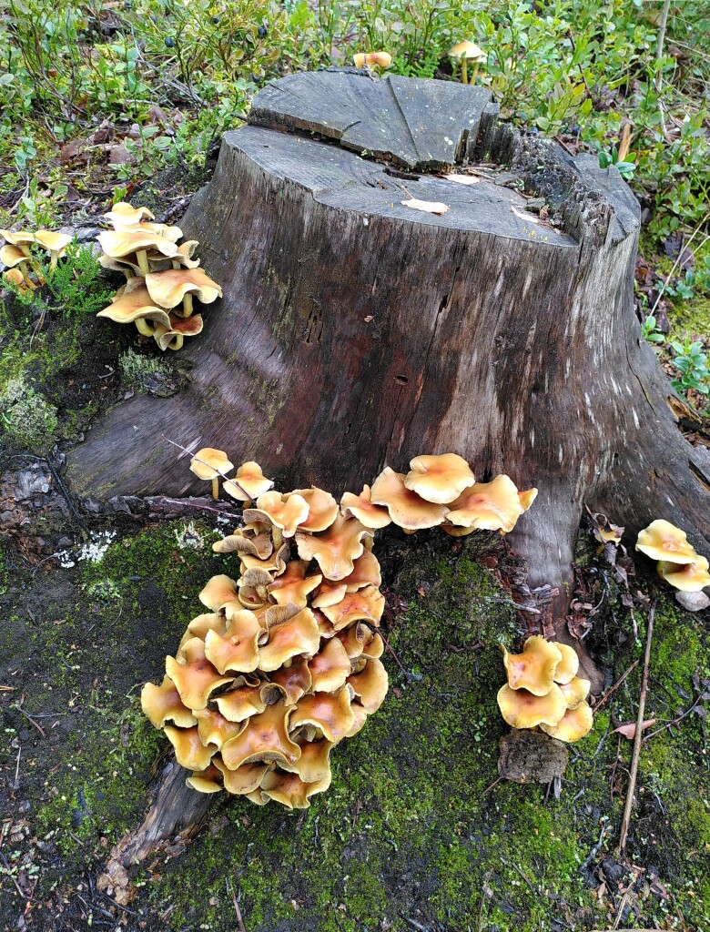 Picture of an old tree stump, dark and wet from previous rain, with groups of small beige mushrooms (clustered woodlover) growing by its roots. Behind it, some bilberry bushes with berries.