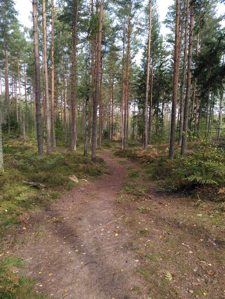Photo of a winding dirt track leading downhill through an open pine forest, with green moss, bilberry bushes and ferns on both sides. The sun is shining between the trees, creating shadows on the ground.