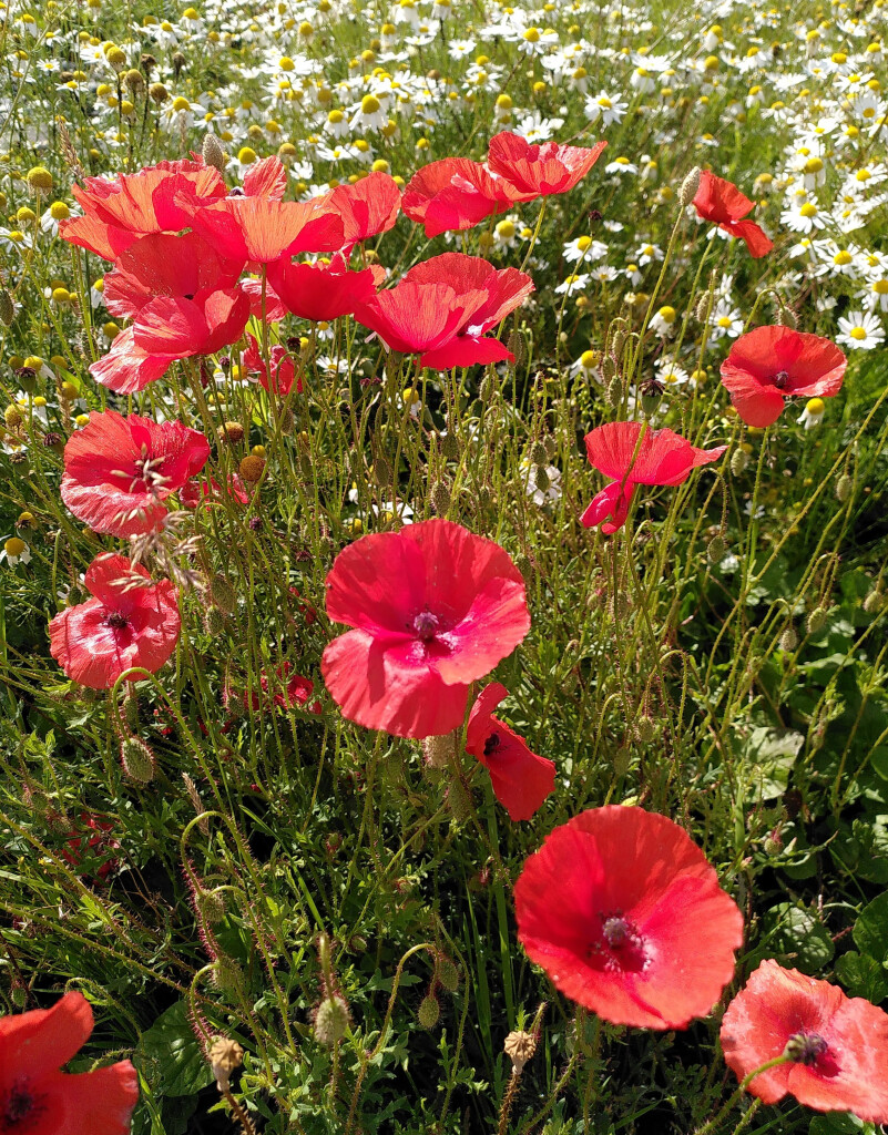 Photo of flowers in bright sunlight: Red poppies in the foreground, white Baldr's brow in the background.